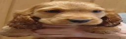 Cocker Spaniel dogs for sale: Golden show type chunky puppies - Advert 3