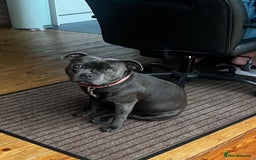 Staffordshire Bull Terrier dogs for sale: 🏆  GRAND CHAMPION Staffordshire Bull Terrier Pups - Image 7