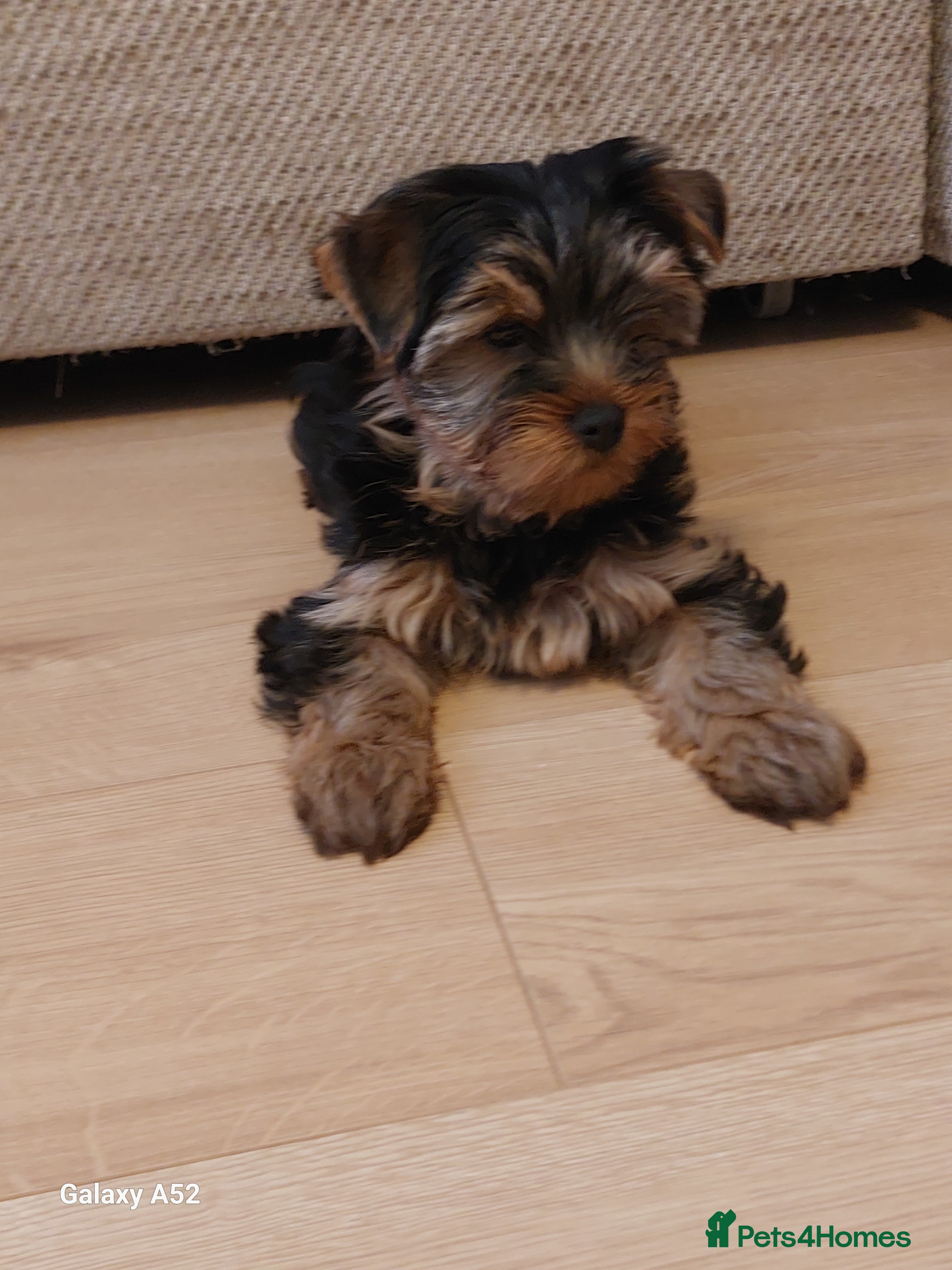 Yorkshire Terrier dogs Yorkshire Terrier Puppies – (2 left) - Advert 6