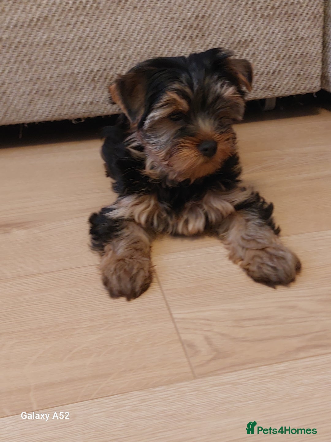 Yorkshire Terrier dogs for sale: Yorkshire Terrier Puppies (2 left) - Advert 2