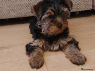 Yorkshire Terrier dogs Yorkshire Terrier Puppies – (2 left) - Advert 3