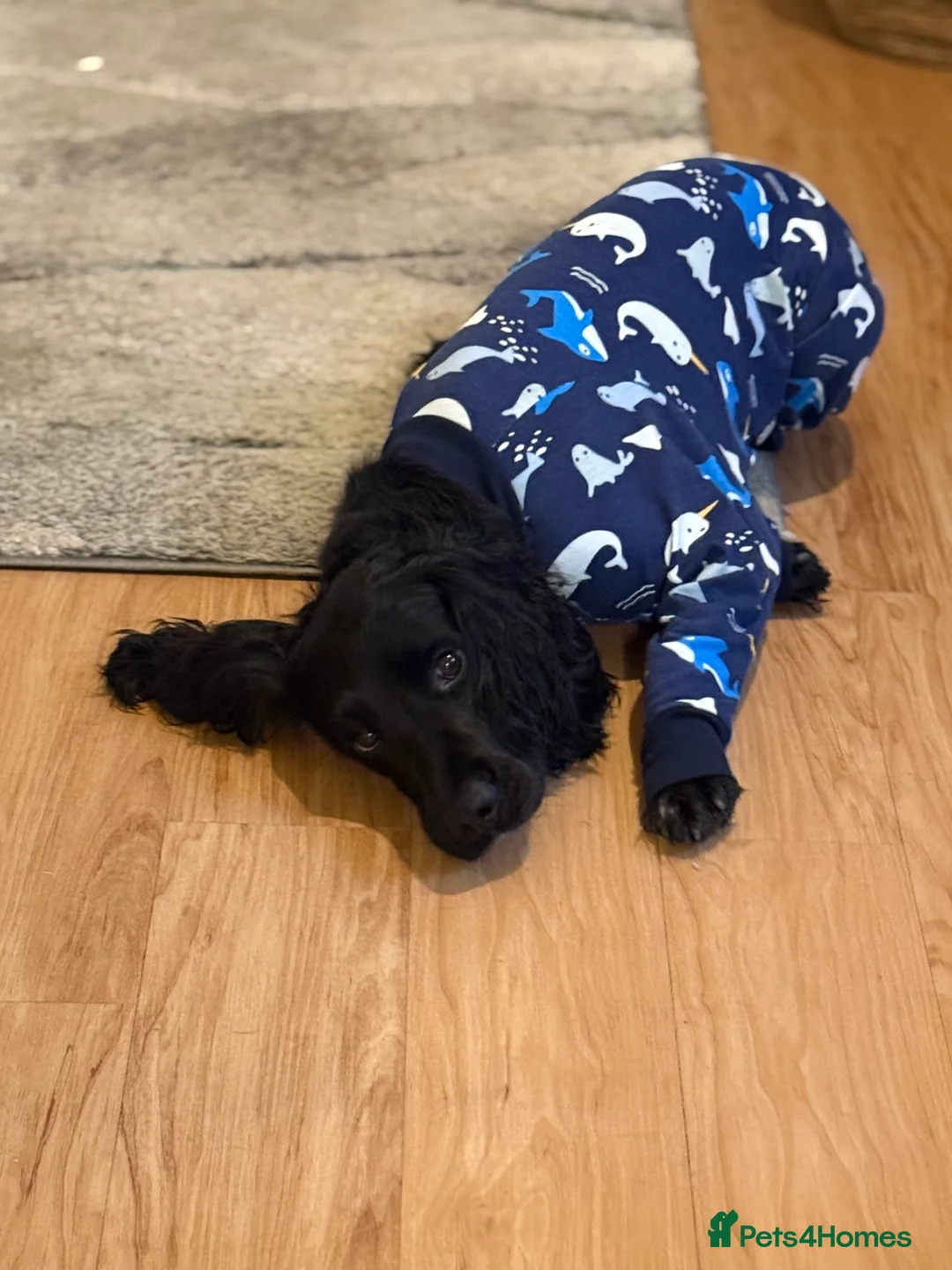 Sprocker dogs for stud: Arlo 2.5 years  in Wirral - Advert 6