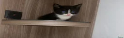 Mixed Breed cats for sale: Ready to leave  - Advert 5