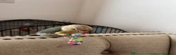 Conures birds for sale: Friendly Conure for Sale - Advert 3