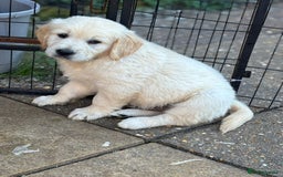 Golden Retriever dogs for sale: Champion line KC reg Golden Retriever pups - Image 4