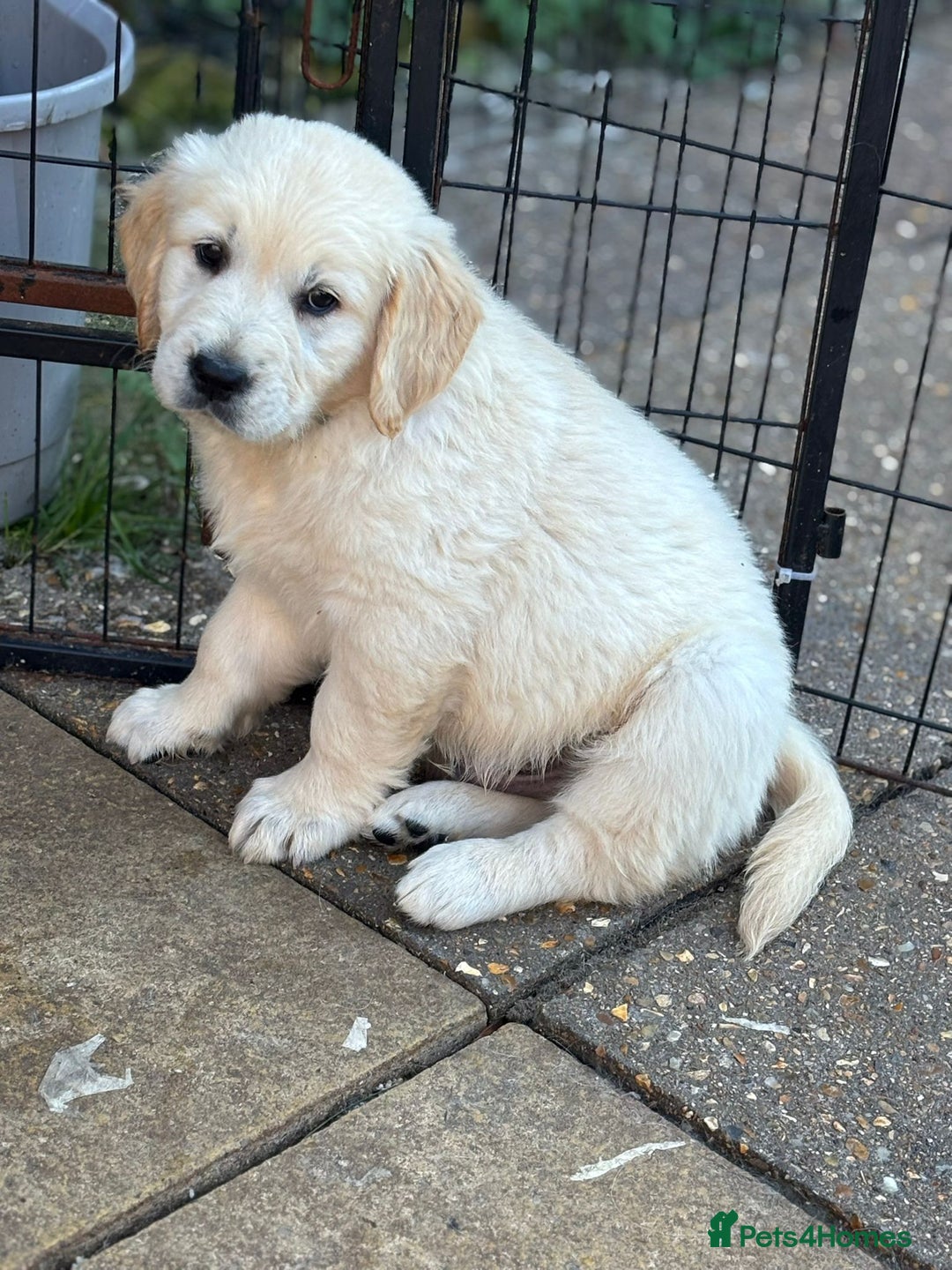 Golden Retriever dogs for sale: Champion line KC reg Golden Retriever pups - Image 4
