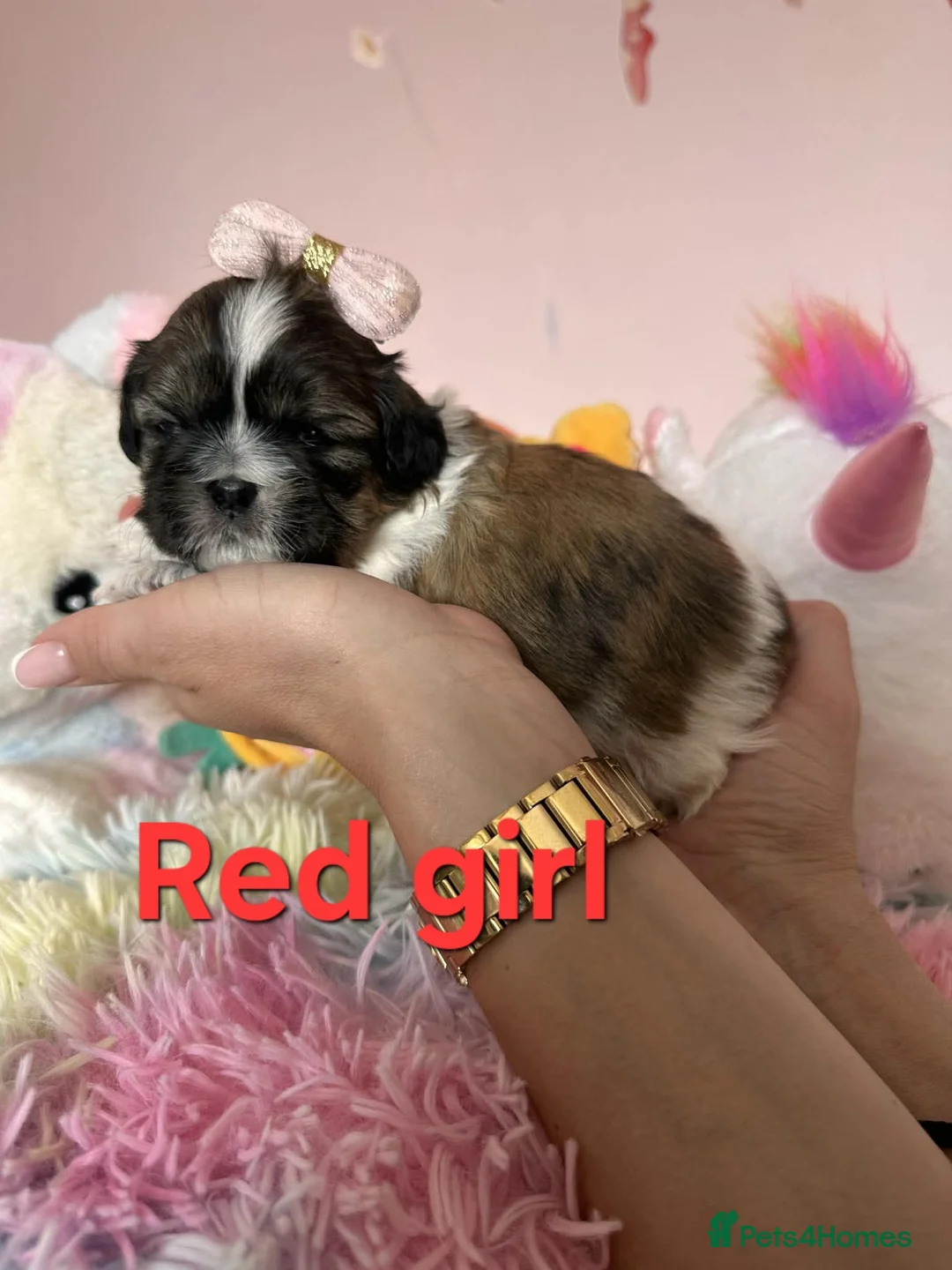 Shih Tzu dogs for sale: 🥰🐾 Adorable Shih Tzu Puppies 🐾🥰 - Advert 24