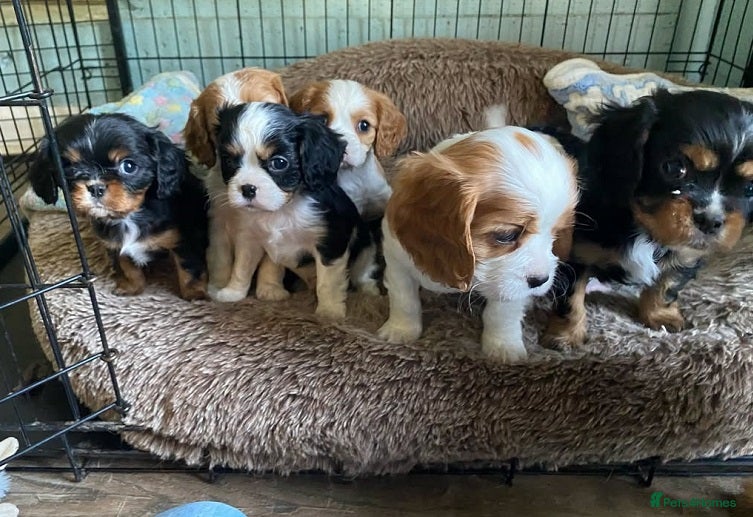 Cavalier King Charles Spaniel dogs Beautiful Cavalier King Charles perfect companion - Advert 3
