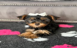 Yorkshire Terrier dogs for sale: Double vaccinated ready to leave - Image 2