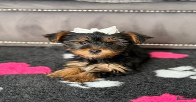 Yorkshire Terrier dogs - Advert 2