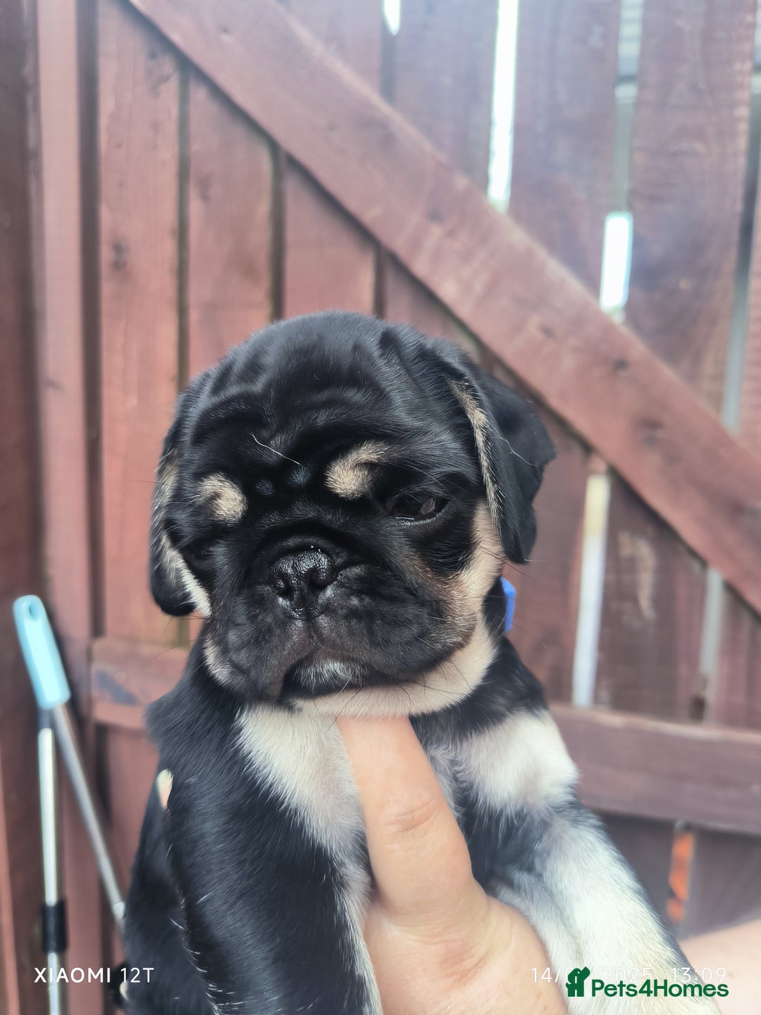 Pug dogs for sale: 2 KC Pug puppies available from a litter of 3. - Image 6