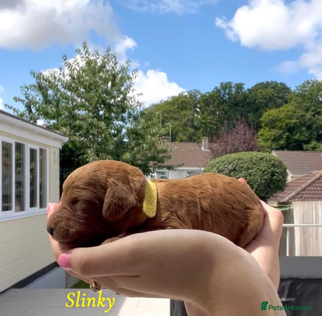 Cockapoo dogs for sale: Gorgeous F2B Cockapoos - Image 6