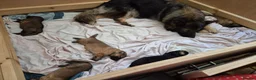 German Shepherd dogs for sale: Beautiful GSD puppies - Advert 8