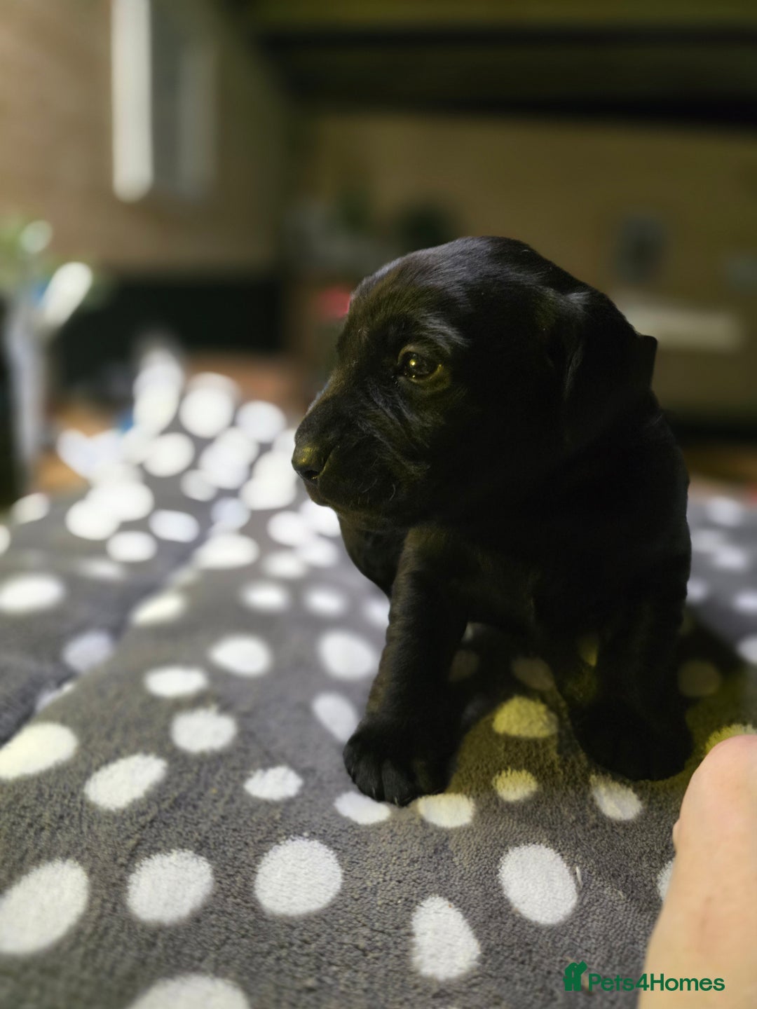Labrador Retriever dogs for sale: Beautiful Labradors. Ready in time for Christmas - Image 6