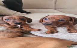 Miniature Dachshund dogs for sale: Miniature dachshund KC registered  - Image 1