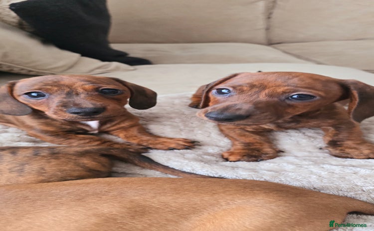 Miniature Dachshund dogs - Advert 9