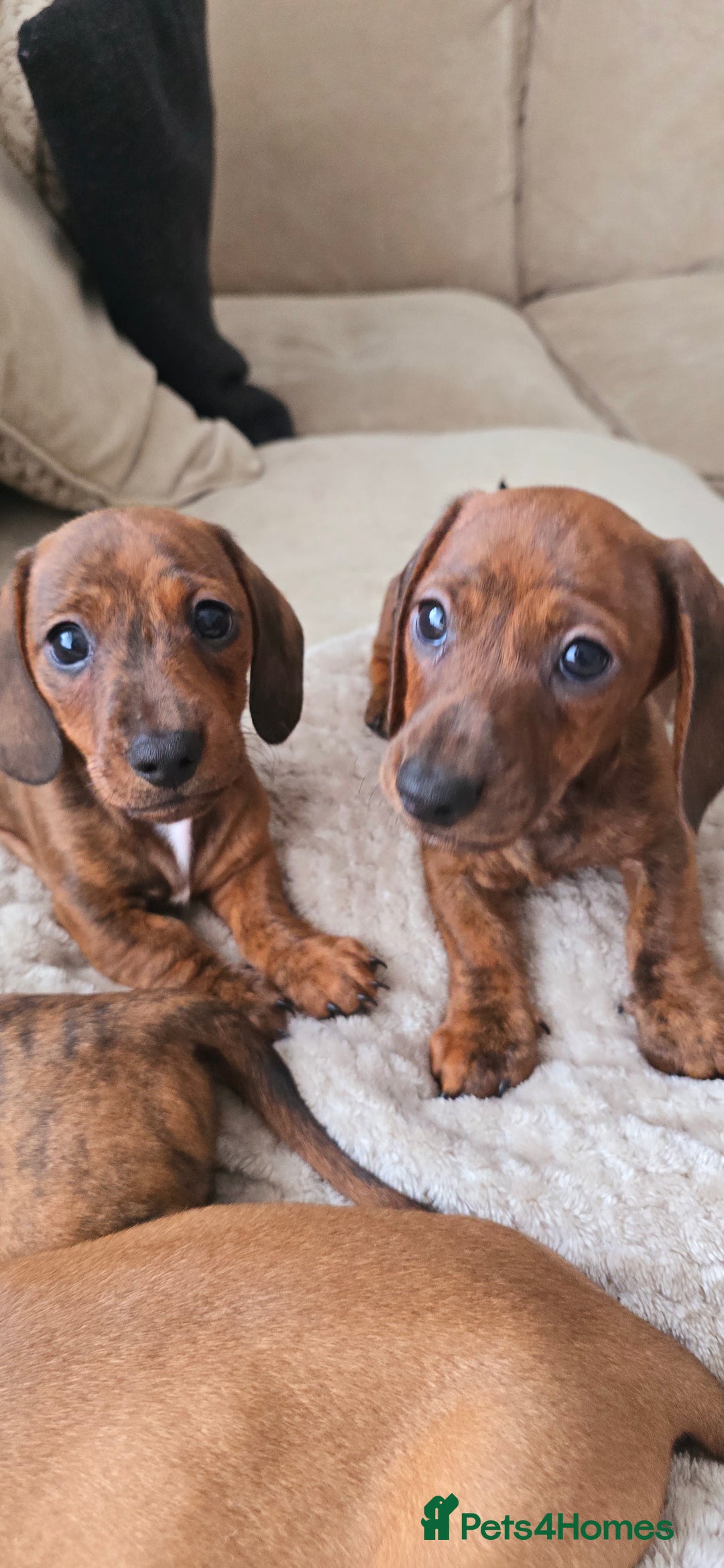 Miniature Dachshund dogs for sale: Miniature dachshund KC registered  - Image 1