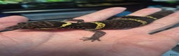 Gecko reptiles for sale: Chinese Cave Geckos - Advert 4