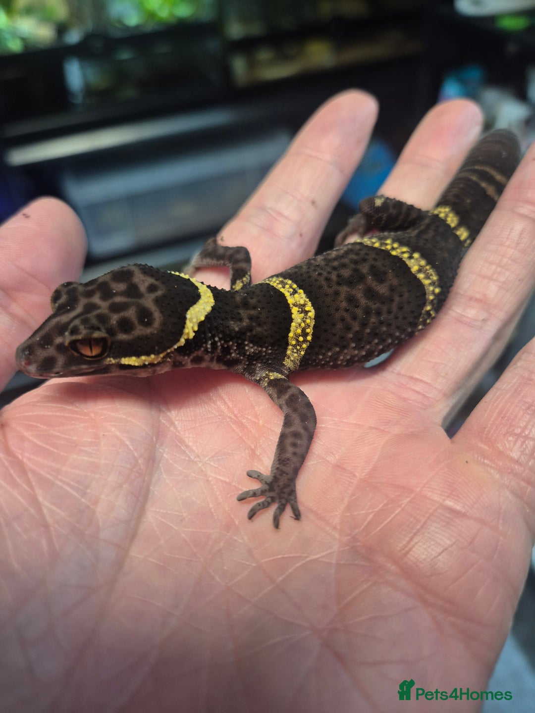 Gecko reptiles for sale: Chinese Cave Geckos - Advert 4