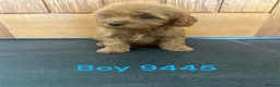 Cavapoo dogs for sale: Cavapoo pups F1 reds parent's DNA TESTED  - Advert 7