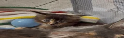 Maine Coon cats for sale: Rare Red Silver Maine Coon Kittens Available  in London - Advert 8