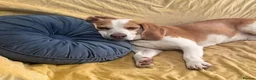 Beagle dogs for adoption: Otto (Beagle) in London - Advert 4