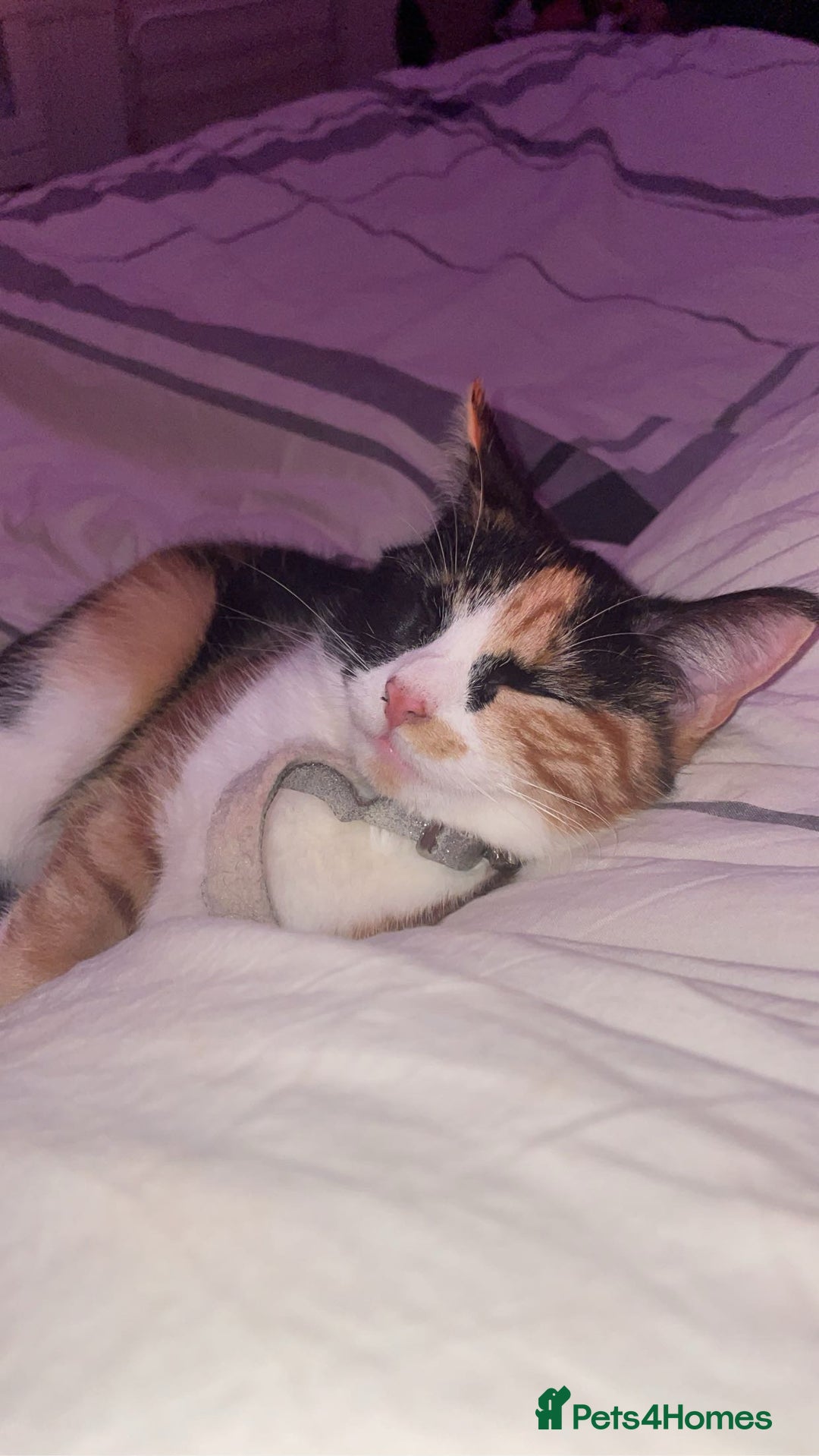 British Shorthair cats for sale: FREE NEED HOME  - Image 3