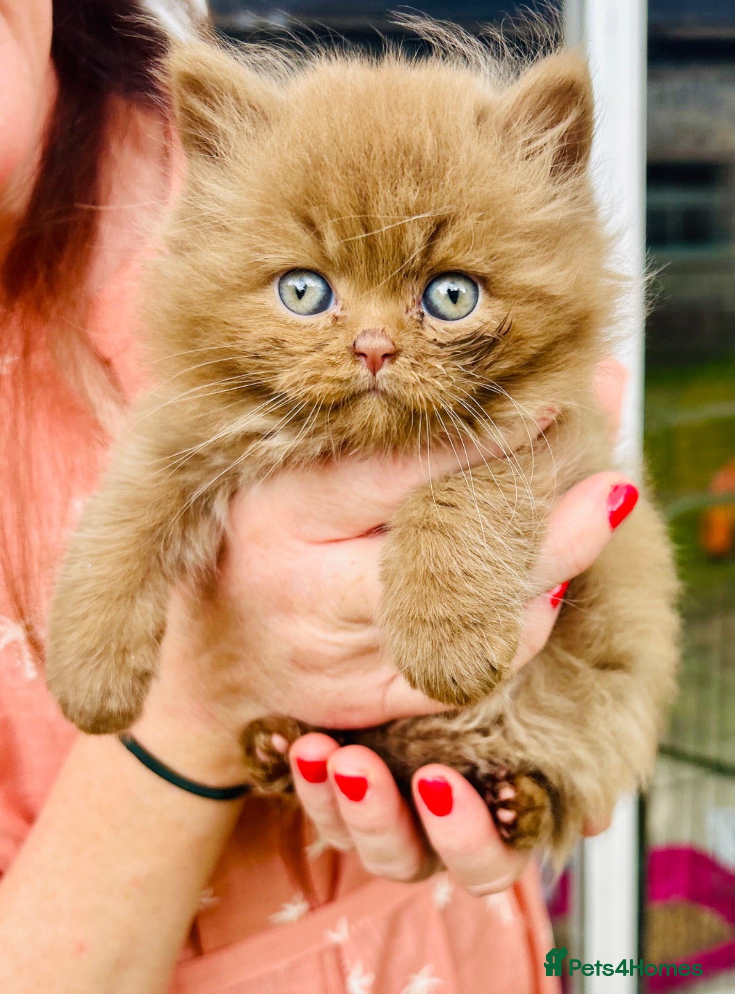 British Longhair cats GCCF British Longhair Cinnamon Male Kitten  - Advert 3