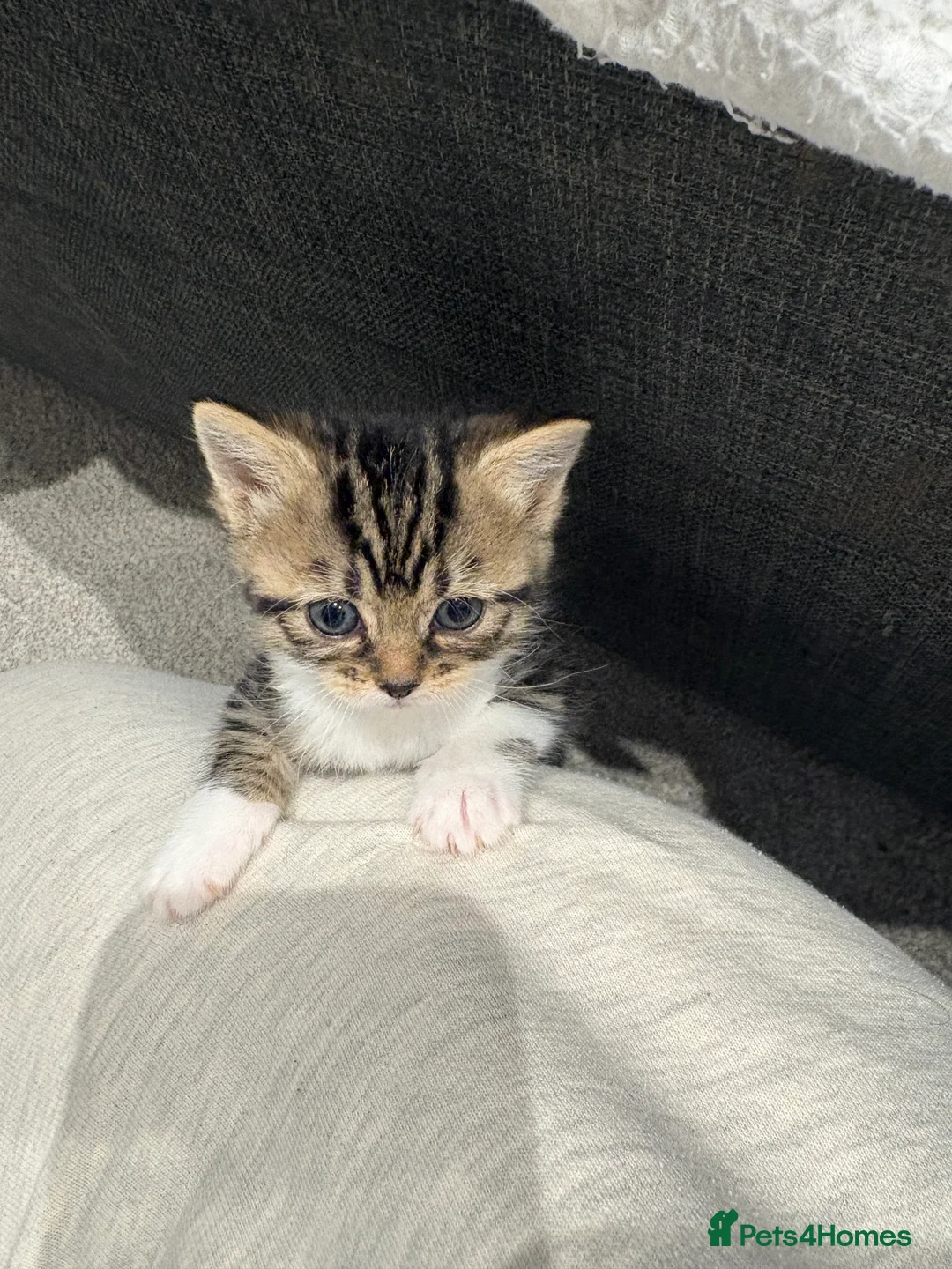 Mixed Breed cats for sale: 1/2 Persian kittens  - Advert 6