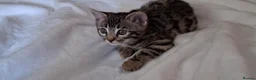 Bengal cats for sale: Stunning Bengal kitten  - Advert 6