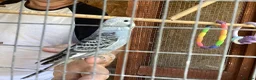 Budgerigars birds for sale: New baby budgies  - Advert 2