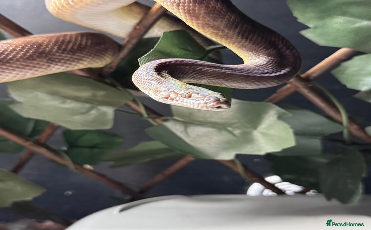Python Snake reptiles - Advert 3