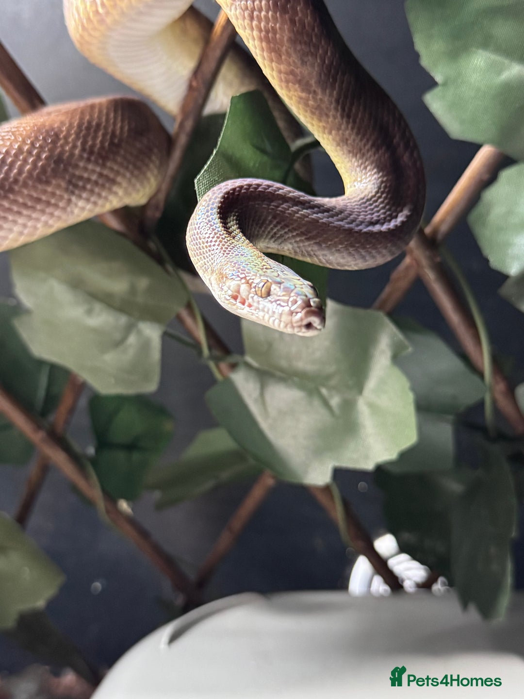 Python Snake reptiles for sale: Male and Female Childrens Pythons - Image 1