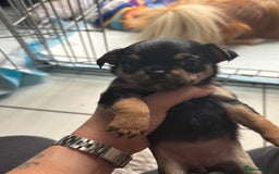 Mixed Breed dogs for sale: 6 beautiful puppies for sale, 3 female and 3 male - Image 19