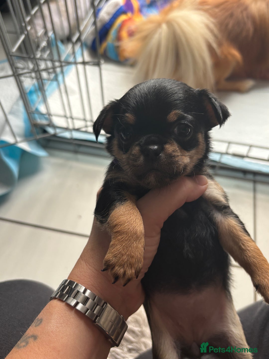 Mixed Breed dogs for sale: 6 beautiful puppies for sale, 3 female and 3 male - Image 19