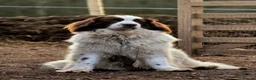 Mixed Breed dogs for sale: Beautiful Newfound puppies looking for a new home in Atherstone - Advert 3