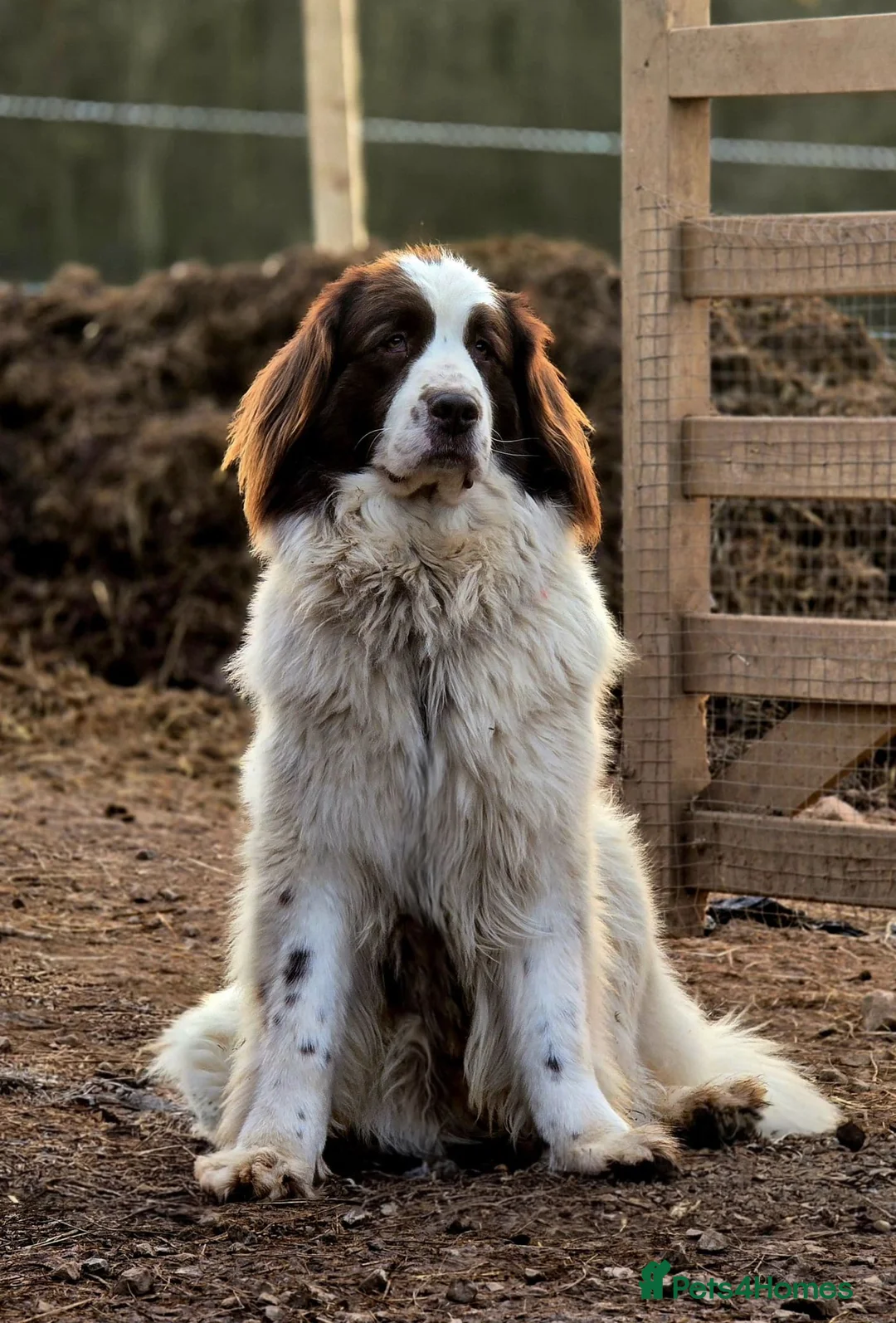 Mixed Breed dogs for sale: Beautiful Newfound puppies now available ☺️ - Advert 13