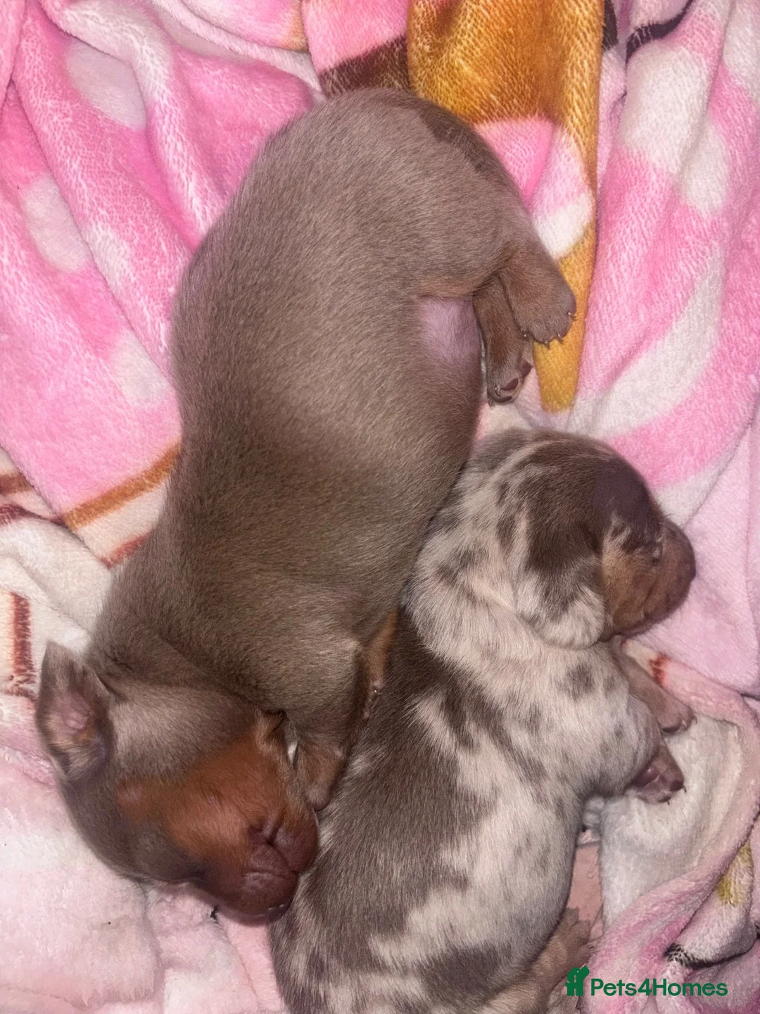 Dachshund dogs for sale: 2 female miniature dachshunds for sale  in Ludlow - Advert 5