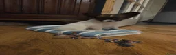 Papillon dogs for sale: !!!Ready 28/08!!! KC Papillon Puppies - Advert 8