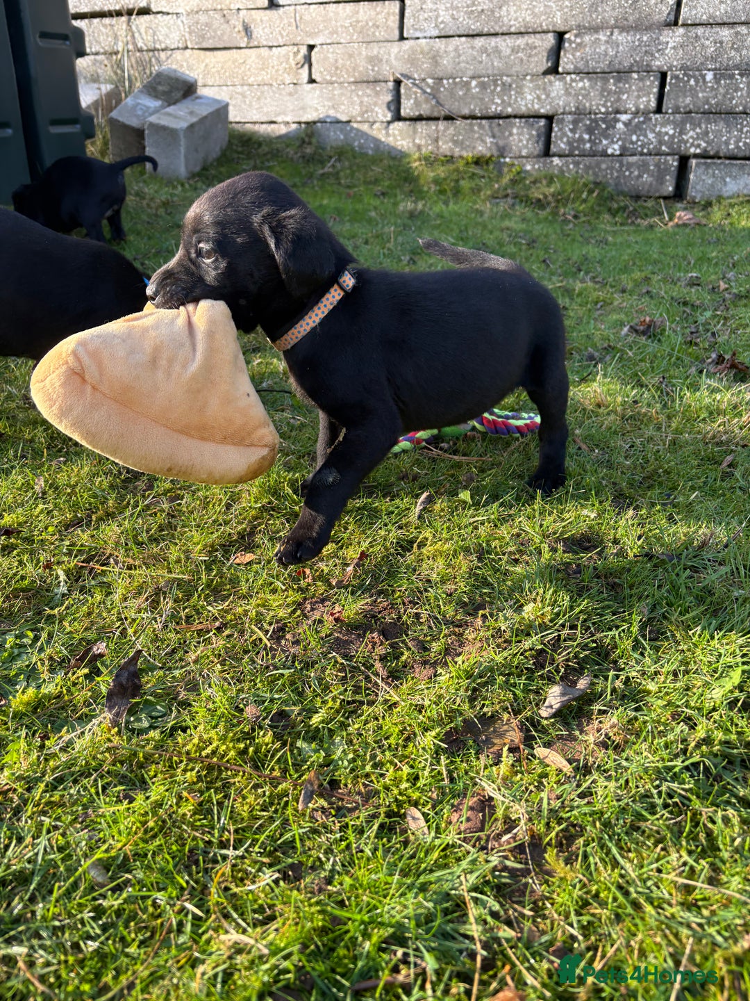 Labrador Retriever dogs for sale: Ready to leave now 3 gorgeous males pups left  - Advert 29