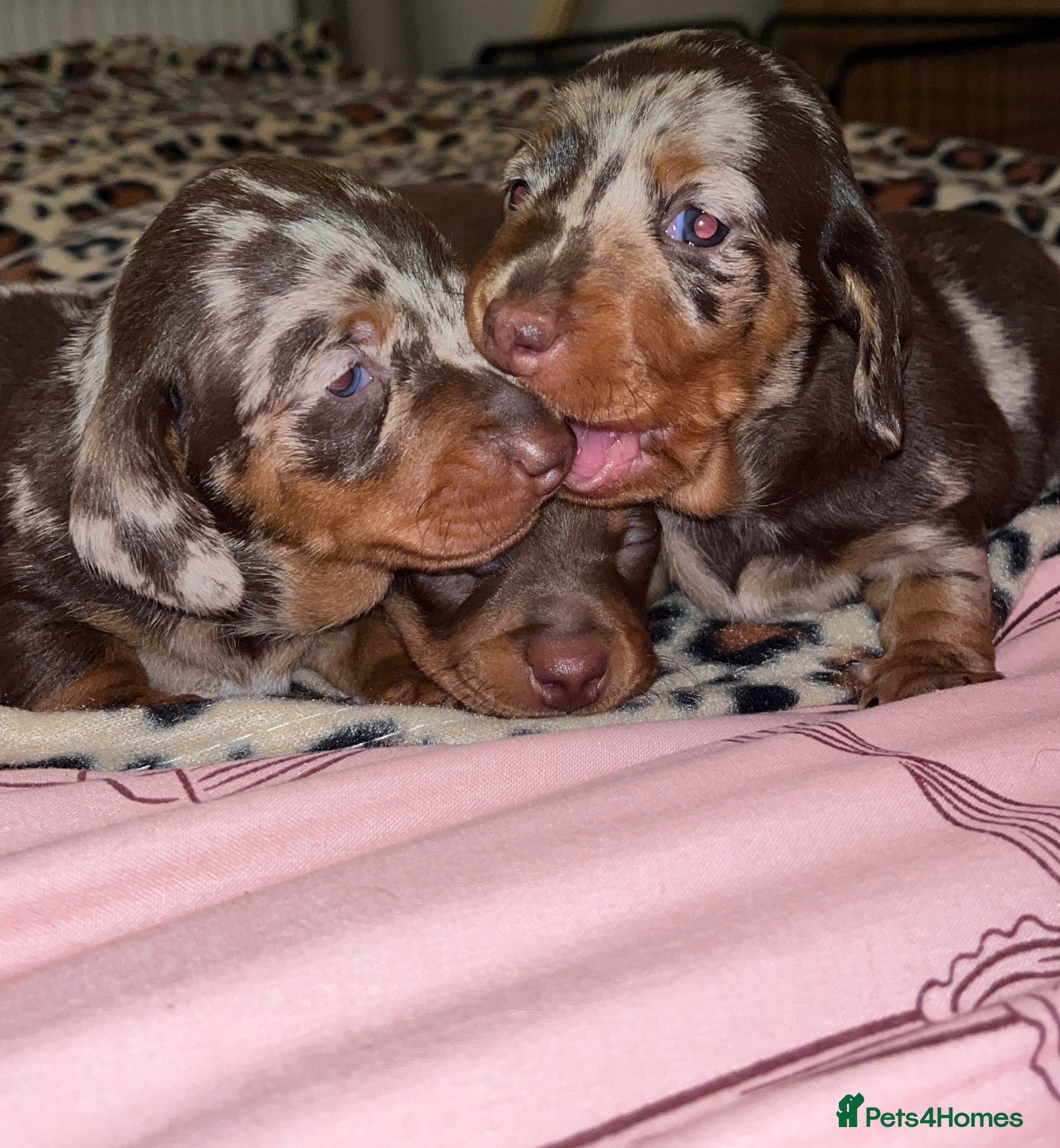 Miniature Dachshund dogs 2 female mini dachshunds  - Advert 17
