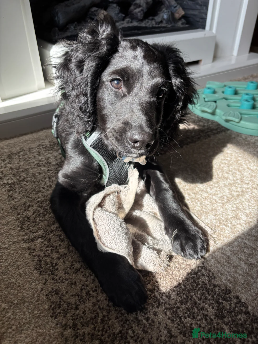 Sproodle dogs for sale: Ozzy Sproodle dog in Filey - Advert 1