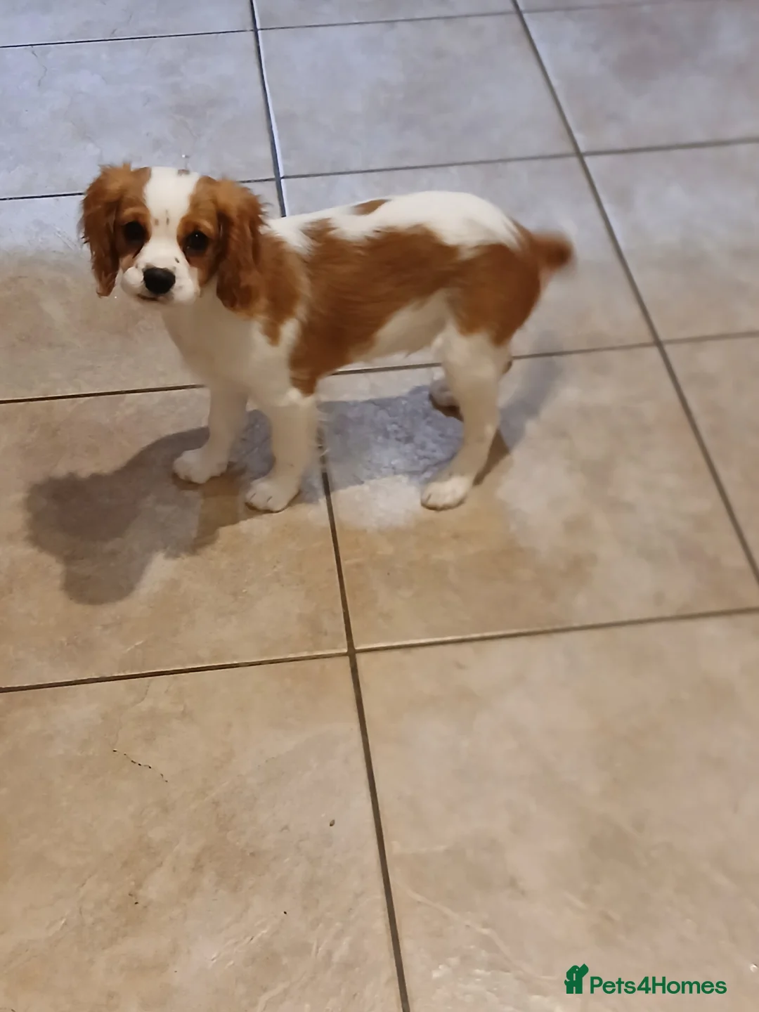 Cavalier King Charles Spaniel dogs for sale: Beautiful boy - Advert 2