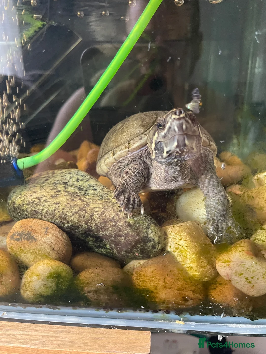 Turtle reptiles for sale: 2x Turtles with tank and setup  in Rochester - Advert 2