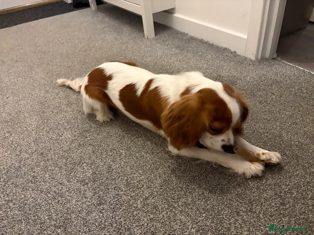 Cavalier King Charles Spaniel dogs for sale: Harper the Cavalier King Charles Spaniel - Advert 3
