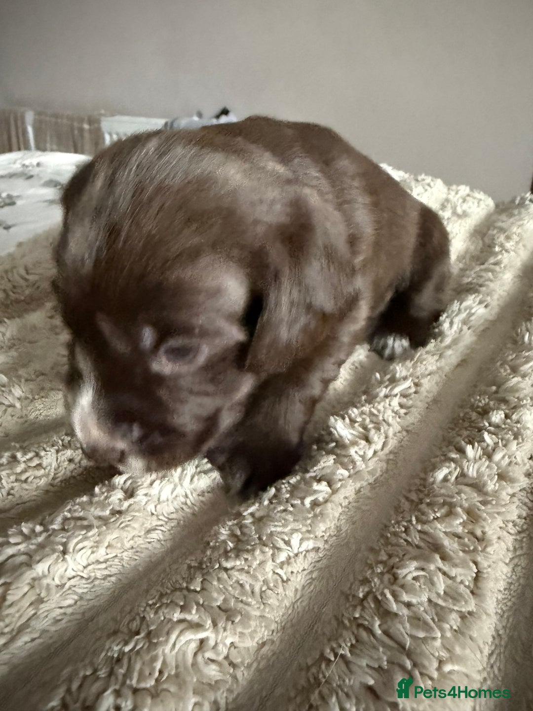 Cockerdor dogs for sale: Beautiful Cockerador Puppies  - Image 8