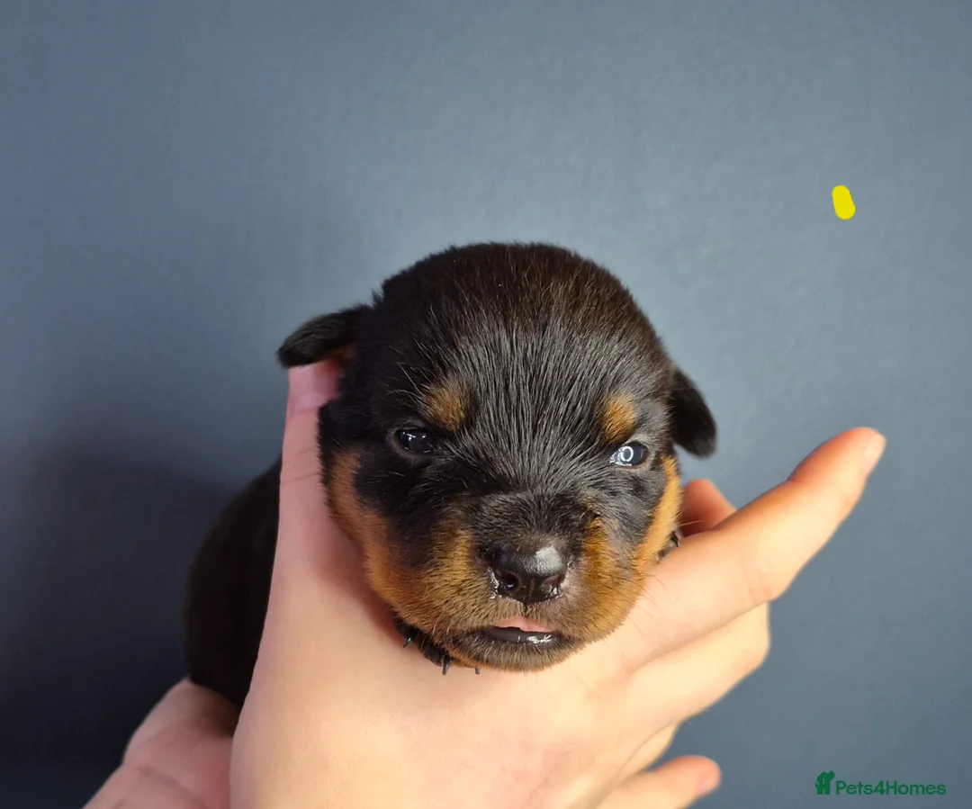 Rottweiler dogs for sale: 🩷BIG VIN GIRLS AVAILABLE🩷 - Advert 10