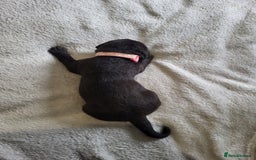 Labrador Retriever dogs for sale: 9 Gorgeous Labrador Puppies  - Image 2
