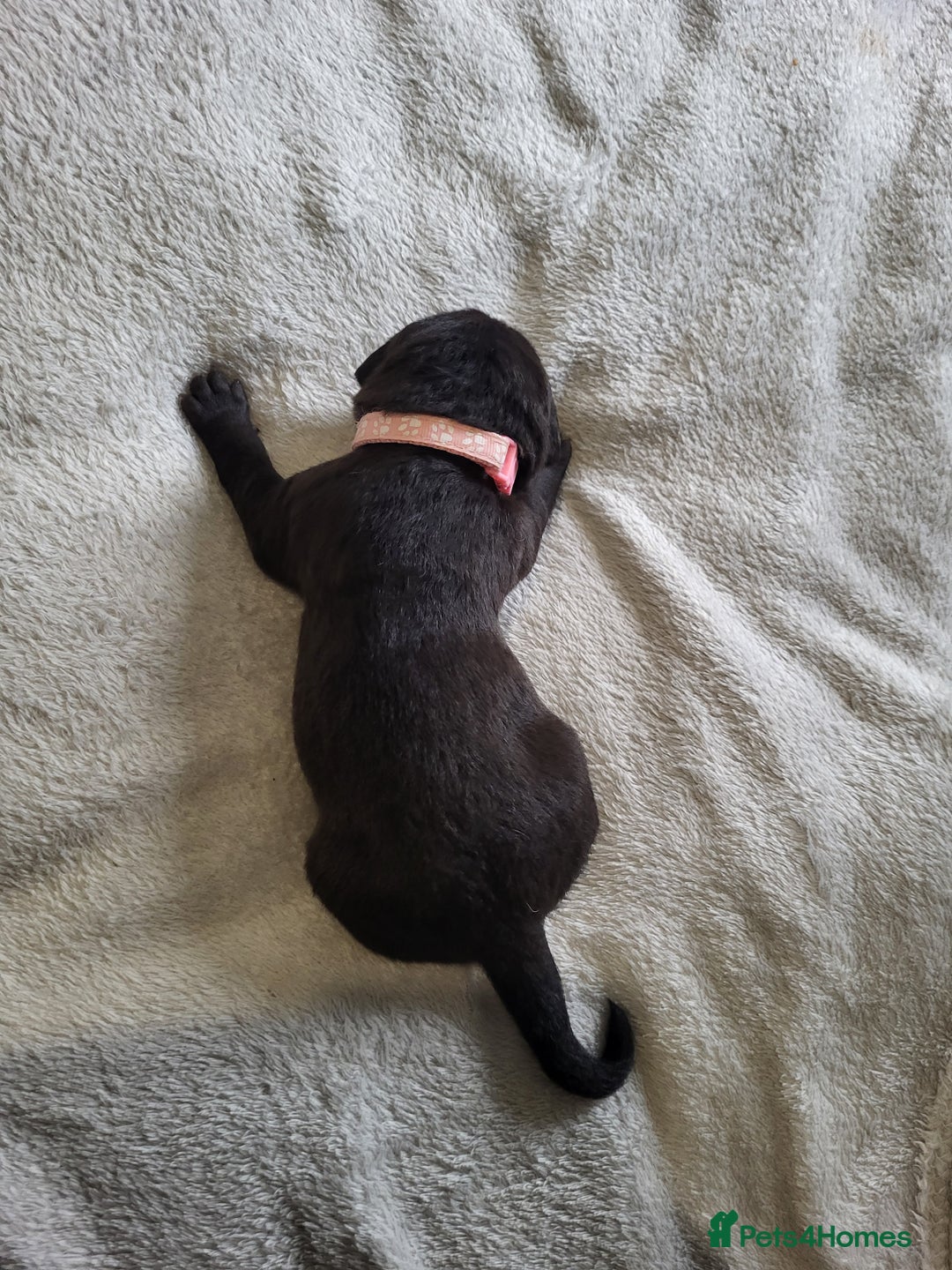 Labrador Retriever dogs for sale: 9 Gorgeous Labrador Puppies  - Image 2