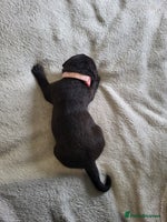 Labrador Retriever dogs - Advert 6
